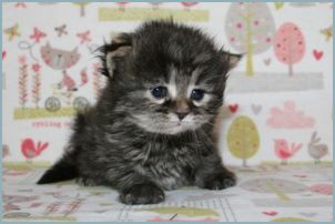 Male Siberian Kitten from Deedlebug Siberians